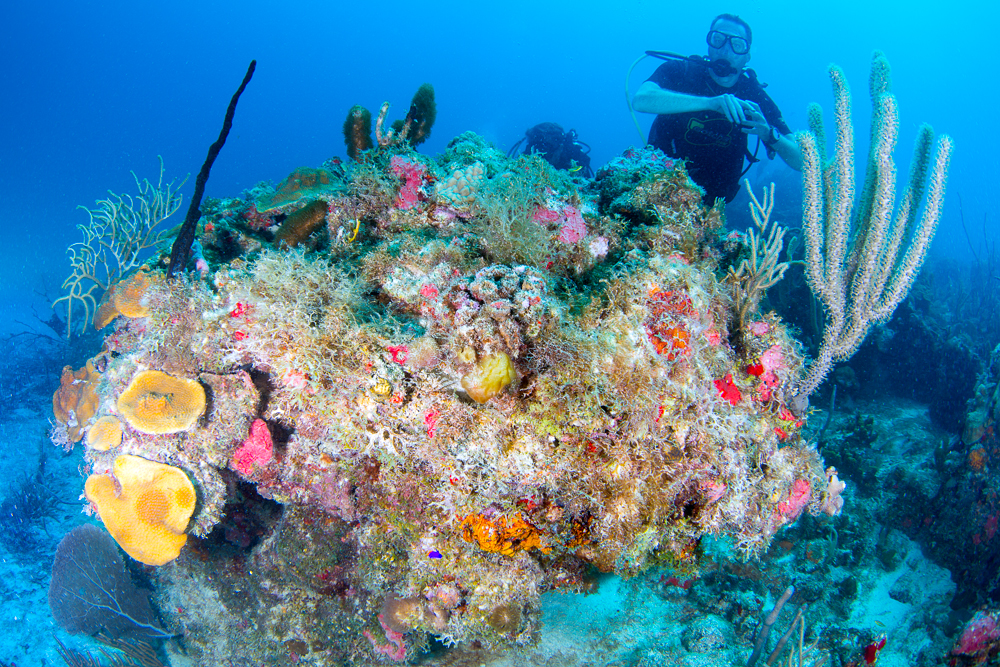 beautiful coral scuba diver