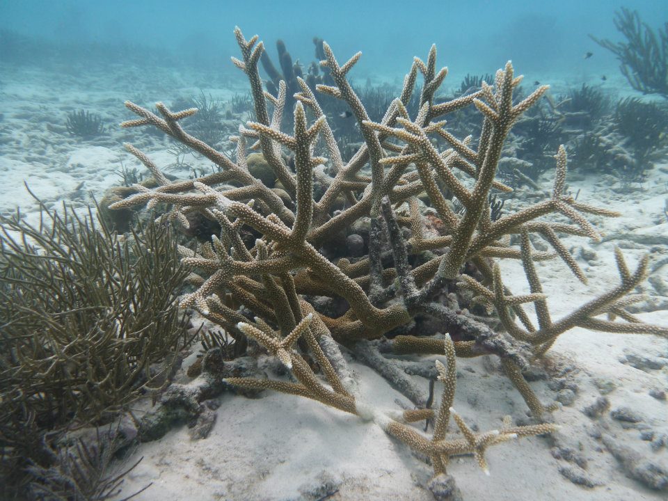 caribbean-diving-elkhorn-coral
