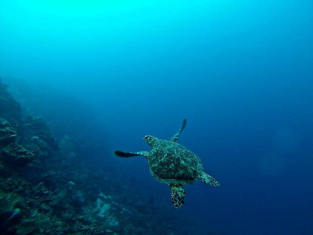 Bay Islands Turtle