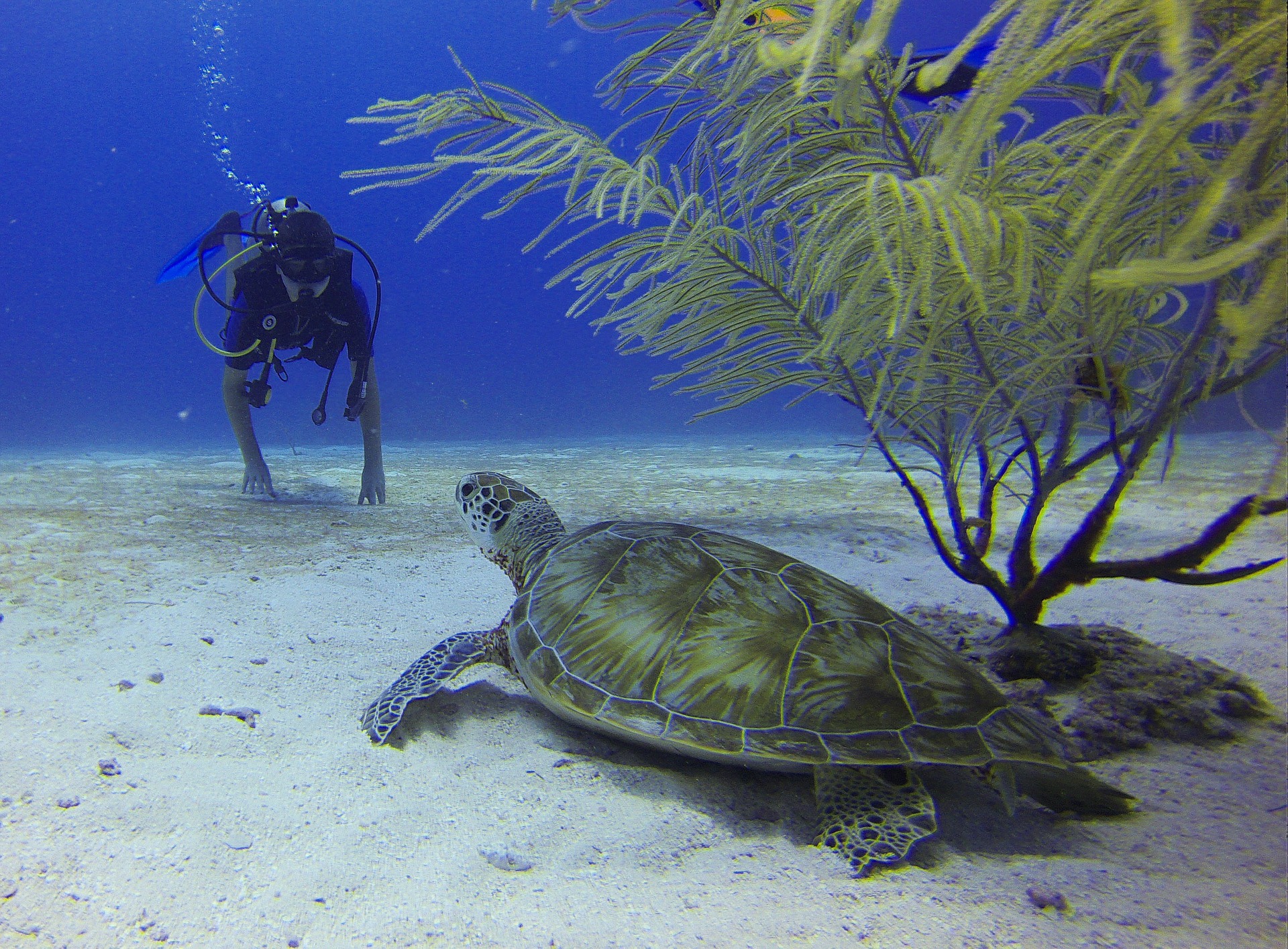 Diver and Turtle in Mexico
