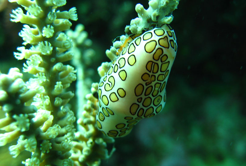 Caribbean Diving Flamingo Tongue