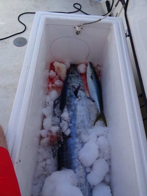 wahoo in the food box wahoo in the food box