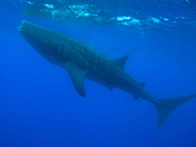 Utila and the Whale Shark Caribbean Diving