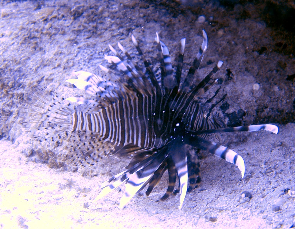 The best Antigua diving site Hercules Pillars Caribbean Diving