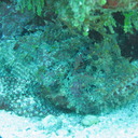 stonefish head closeup