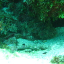 stonefish2