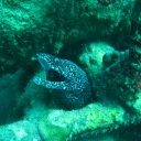 Brown Spotted Morey - common in the caribbean diving sites.