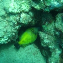 File Fish - can you help identify further ?