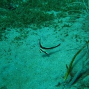 Spotted Drum Fish : St Lucia 2012