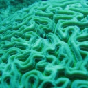 Brain Coral and Tiny Blenny Guest