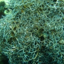 Basket Coral or Star