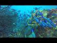 The "Stav" Barbados, Scuba Diving Summer 2014