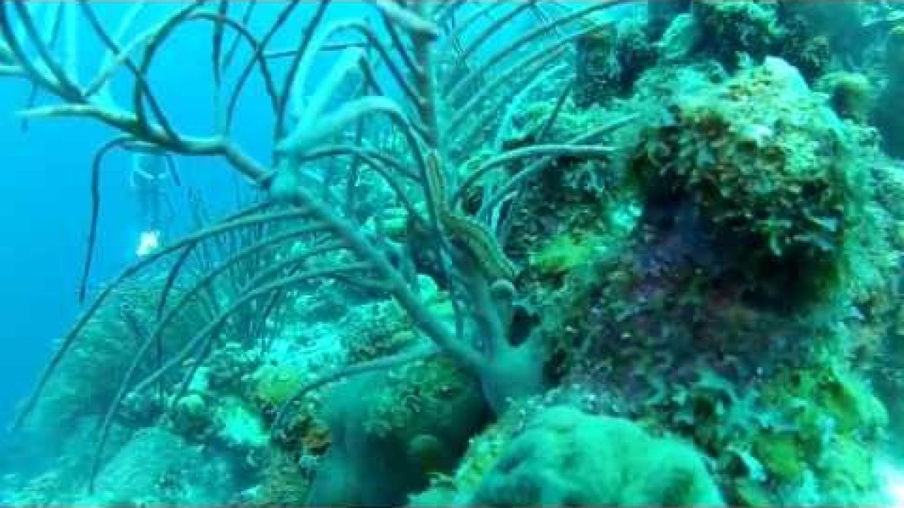 Diving Bonaire (GoPro)