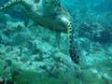 Antigua Diving - Hawksbill Turtle