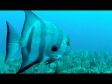 Antigua SCUBA Diving