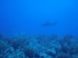 Tiger Shark - Antigua Diving