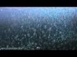 Shoal of Scad in Bonaire - Canon 5Dmk II Underwater Video